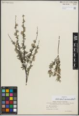 Foto von Salix repens subsp. rosmarinifolia (L.) Andersson